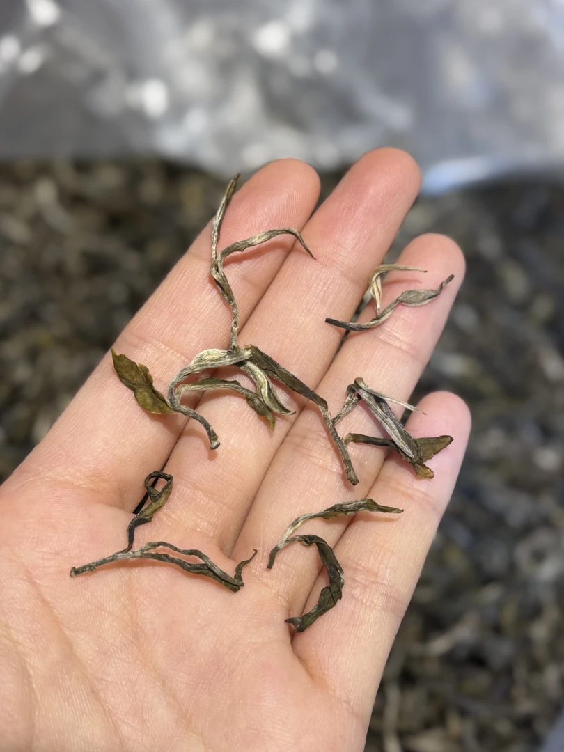 【慧子寻茶】2025年倚邦猫耳朵古树头春