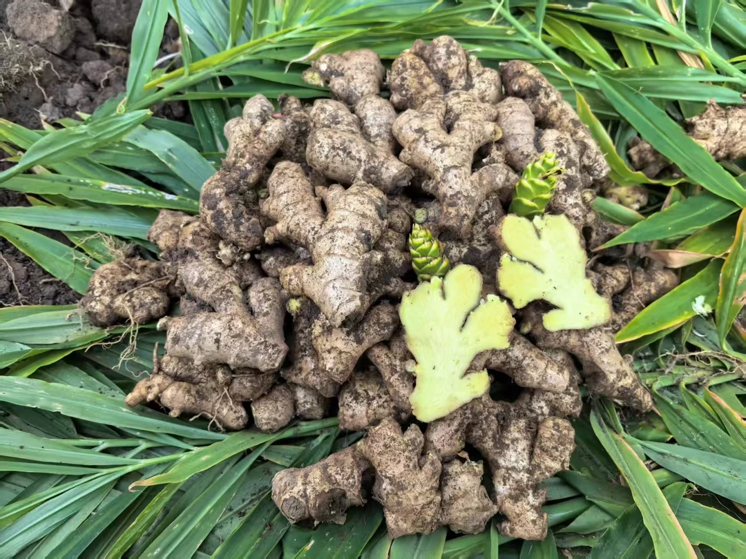 正宗贺州高山小黄姜2年老母姜现挖山地种植香味浓郁辛辣适中