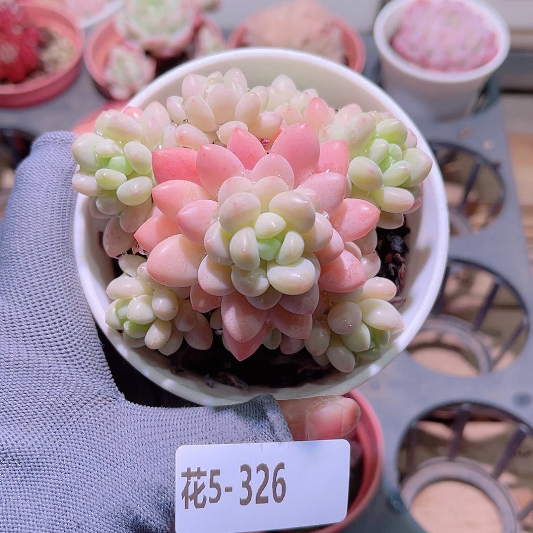 花05-326洛可可群