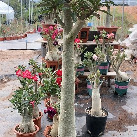 【闪购商品】何****绿植