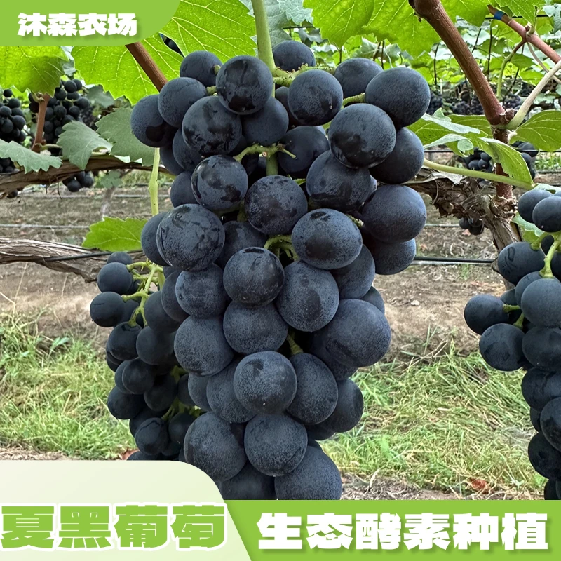 生态酵素种植水果 本地夏黑无籽葡萄葡萄同城送四川省