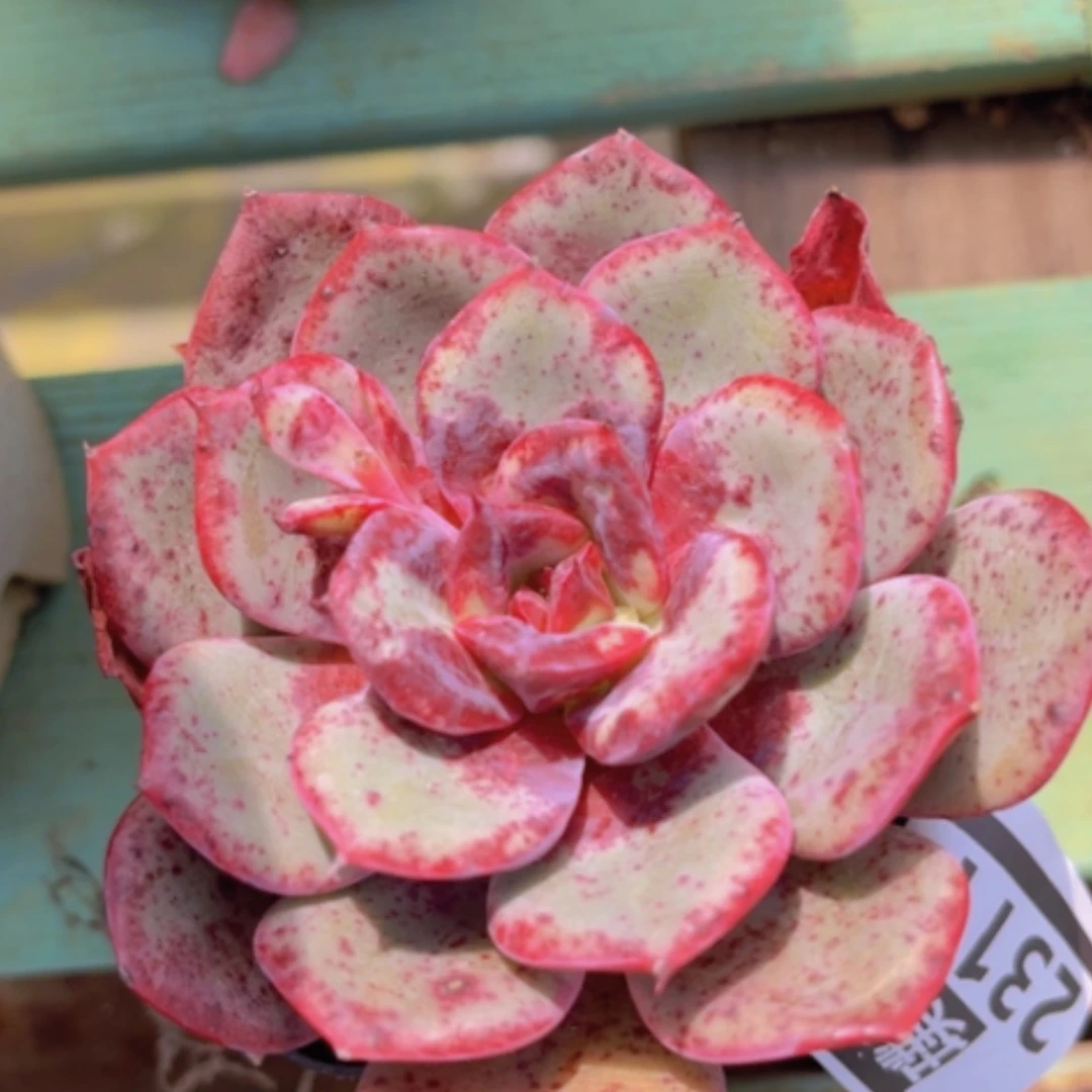 【闪购商品】溏心杂23114