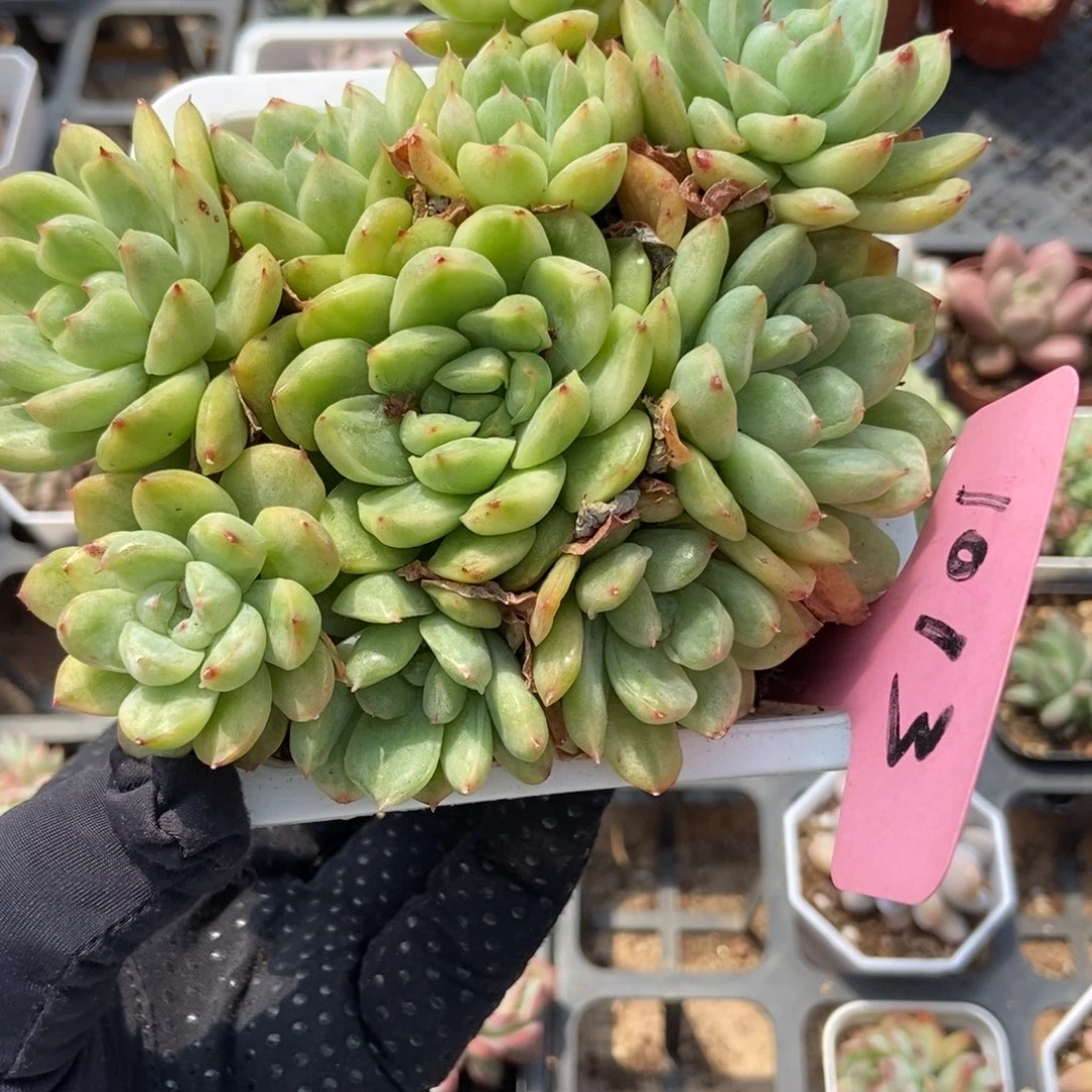 1013冰 天使锦多肉植物