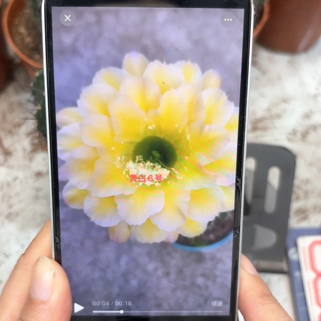 彩草黄白6号7.2公分左右