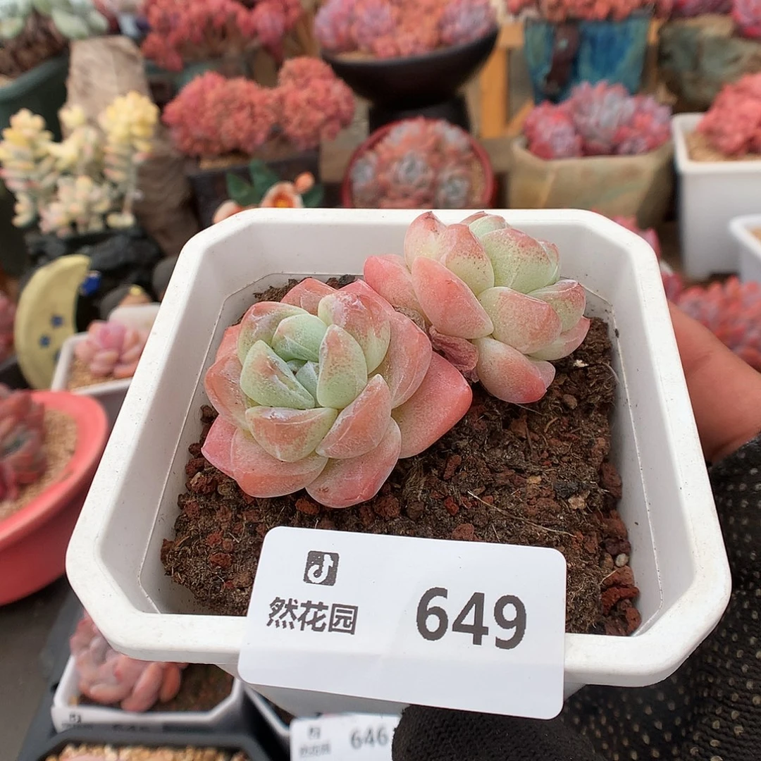 649冰玉多肉植物6666