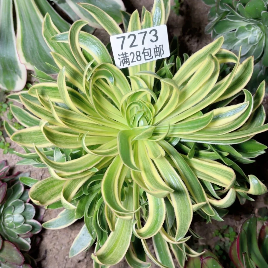 O.  7273虞姬多肉