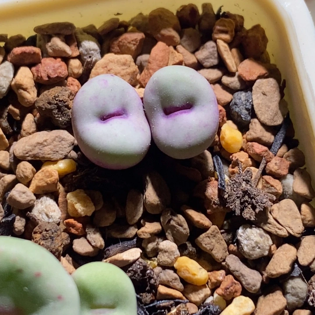 粉嘟嘟脸贝特芬红嘴