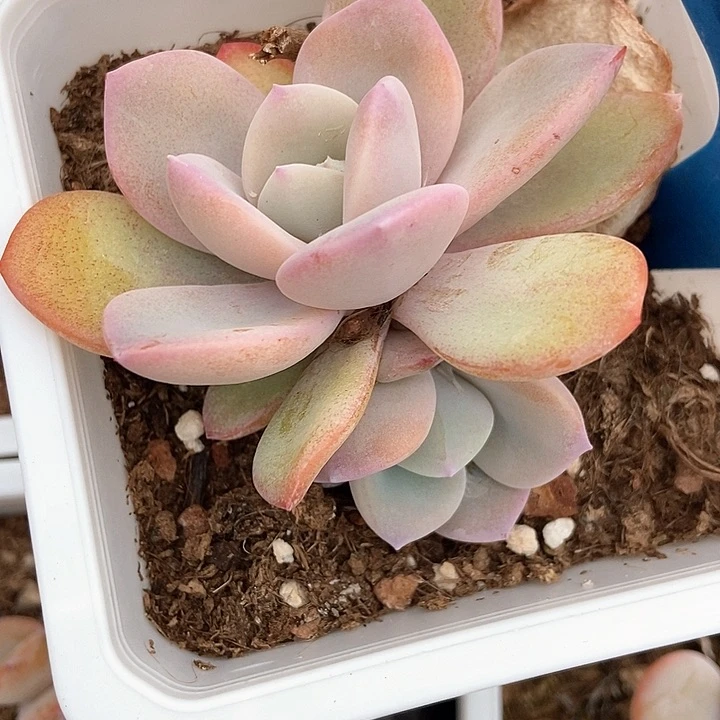 多肉植物奶茶6159