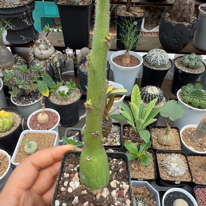 圣果西番莲567 仙人球