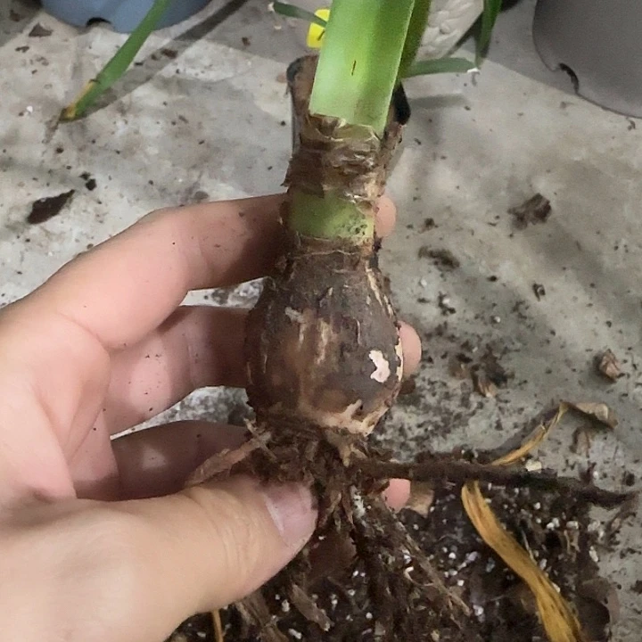 双柔3cm，裸球发货
