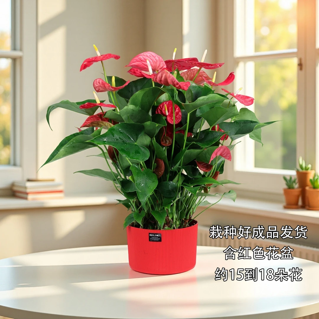 国风大红盆红掌盆栽大型花卉室内庭院阳台绿植花卉植物开花植物