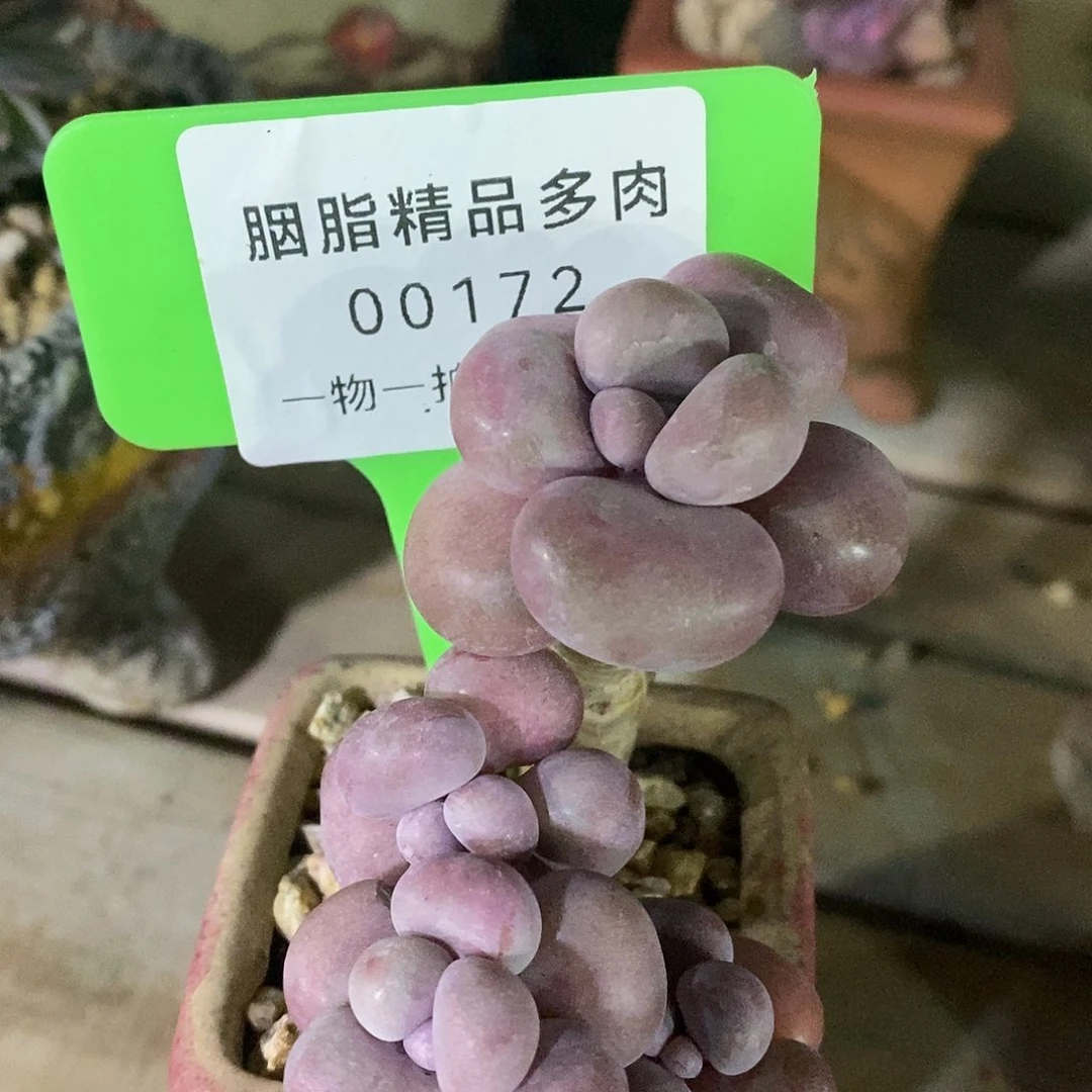 00172册璐璐了咯哦