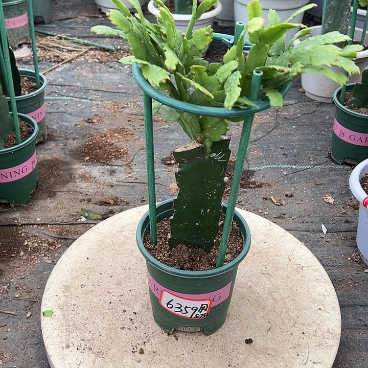 061蟹爪兰原土带花架