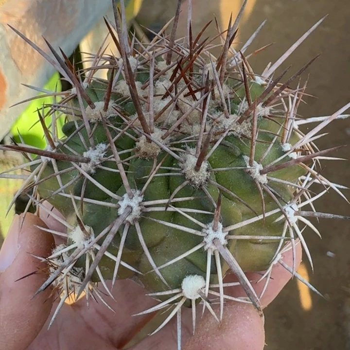 恐龙丸无根666666