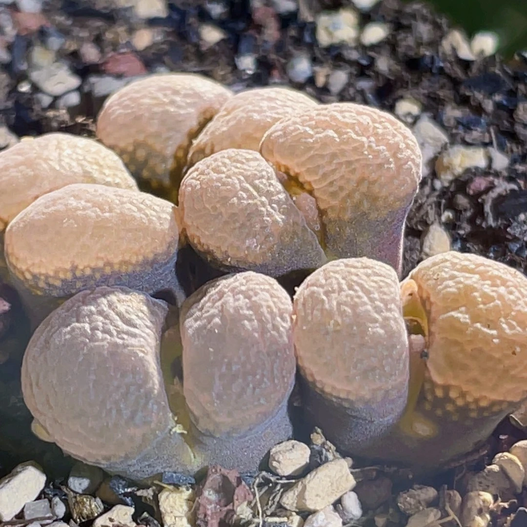 鱼子酱风铃植物一物一拍