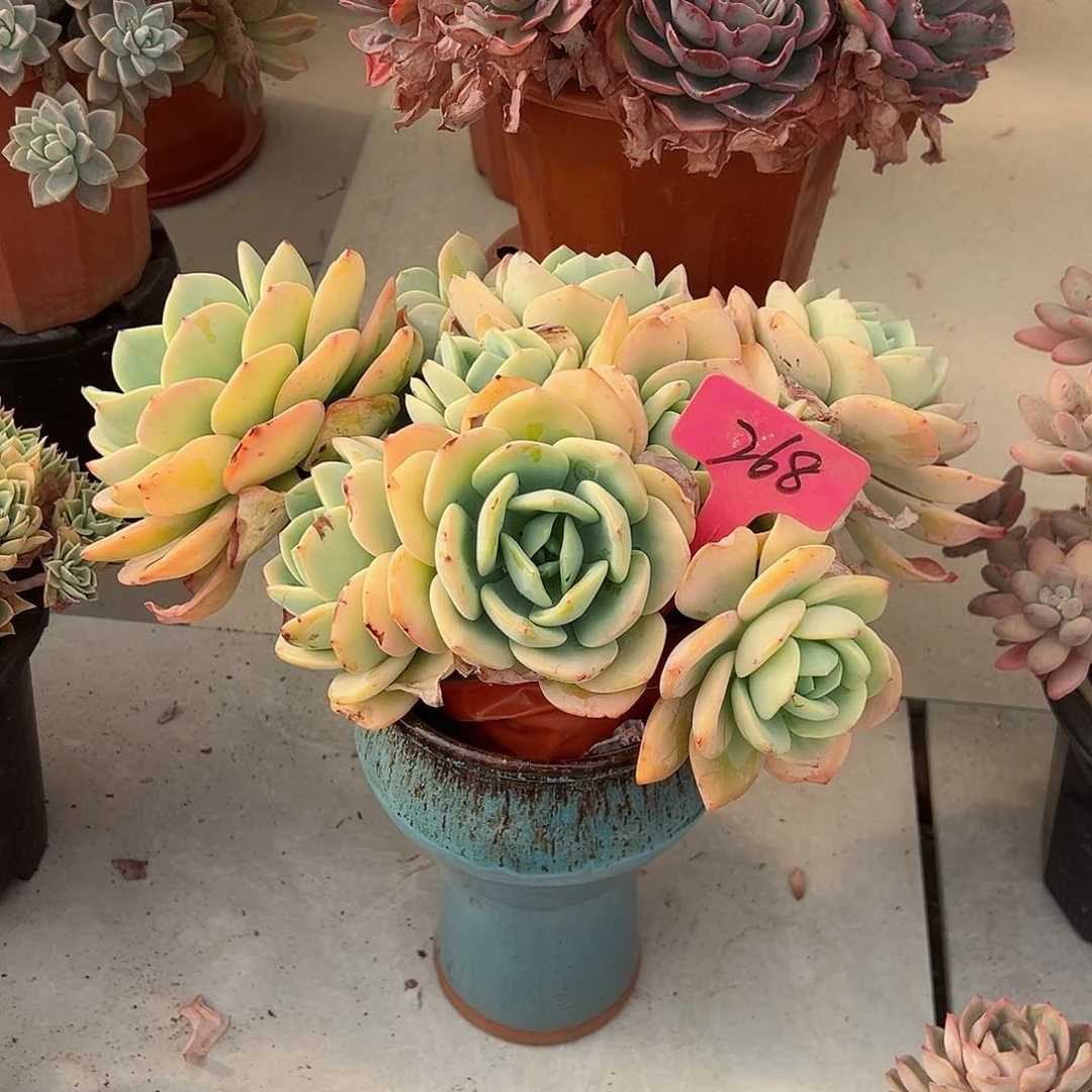 泡*268白月光多肉植物