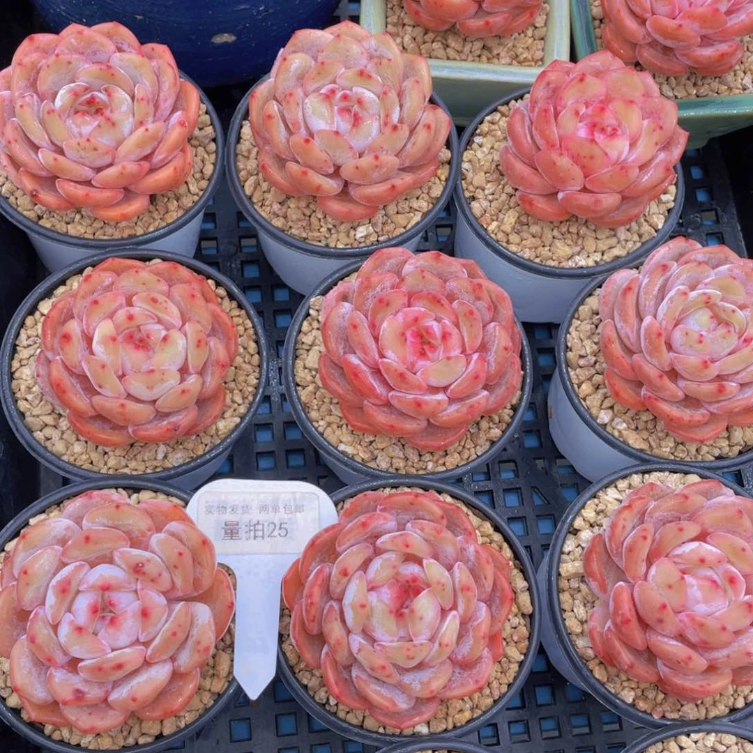 量拍25号果冻韩版仙女橙单头一个