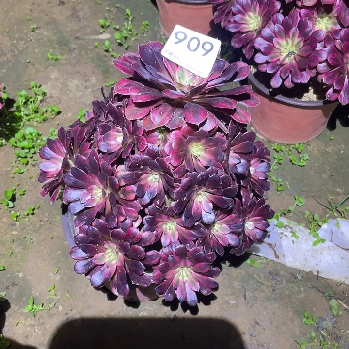 多肉植物断枝不包909黑铜白