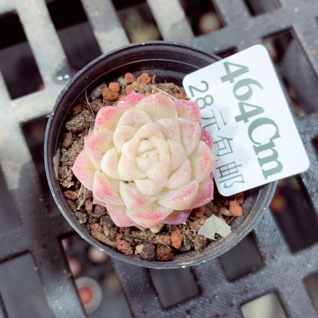 5厘米盆精控多肉464