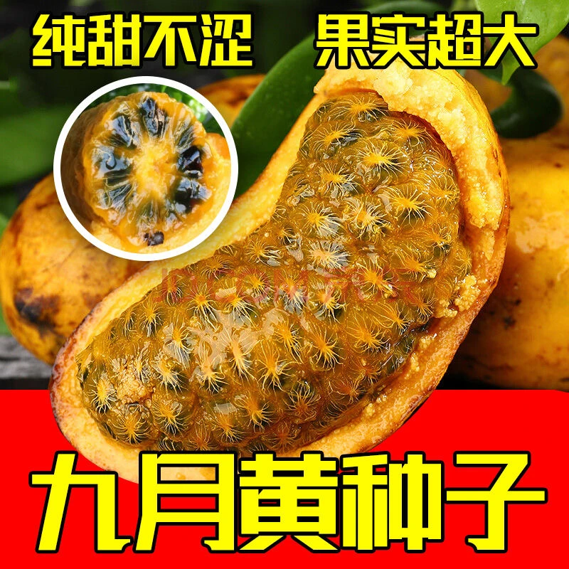 正宗九月黄种子黄皮水果八月炸种籽木质缠绕藤罕见水果瓜春秋种植