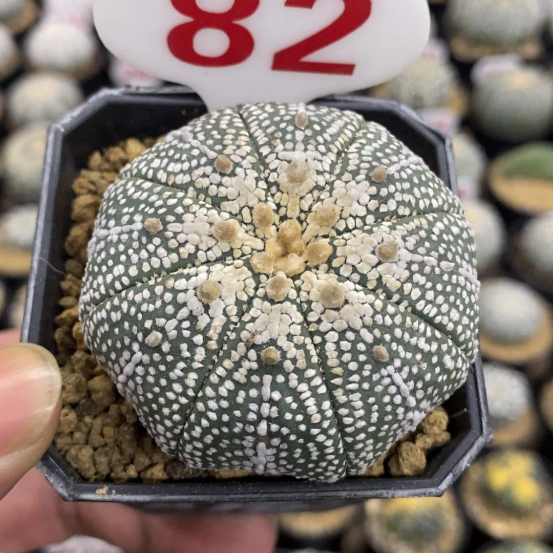 82海星体古田贝奇迹兜