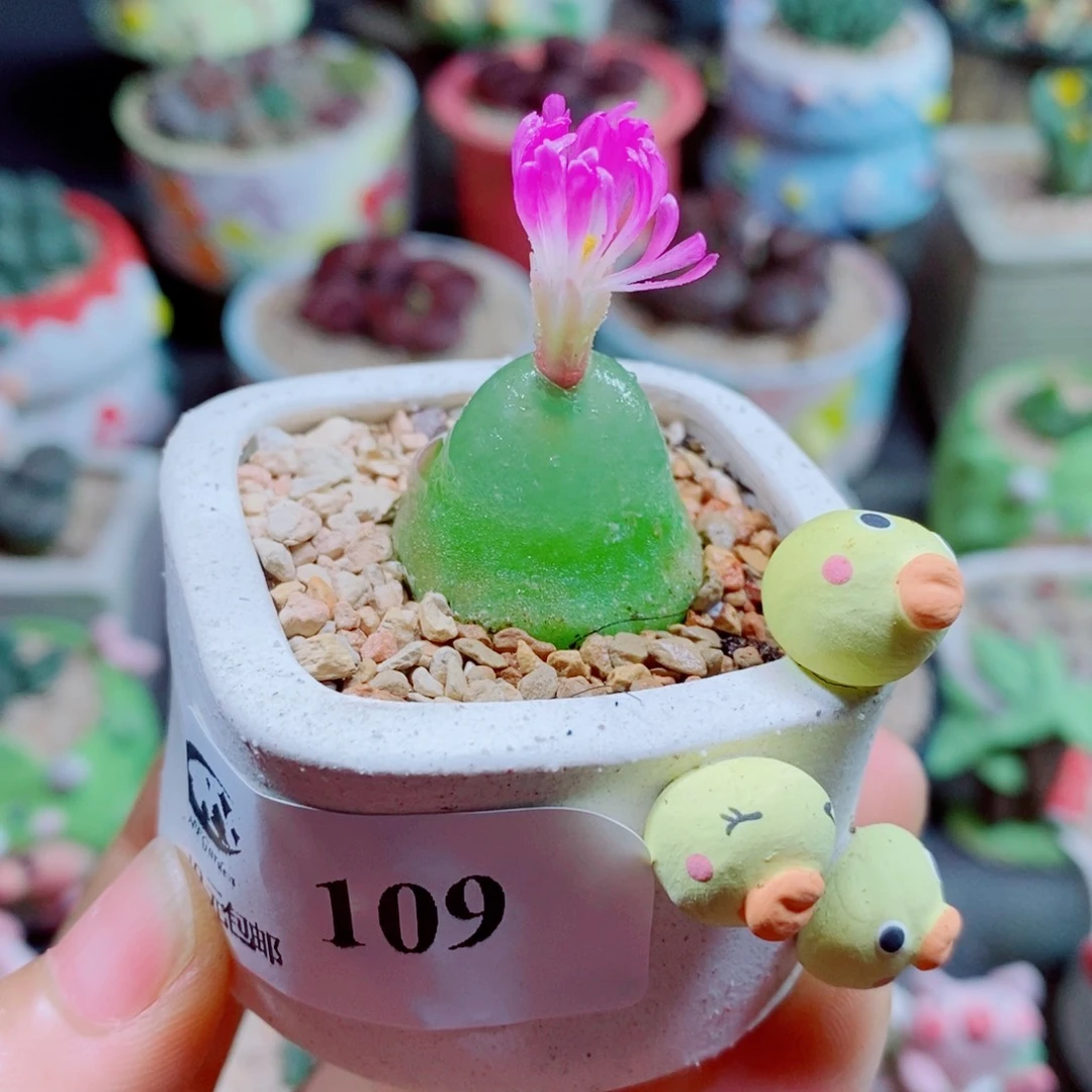 生石花花花花花花109
