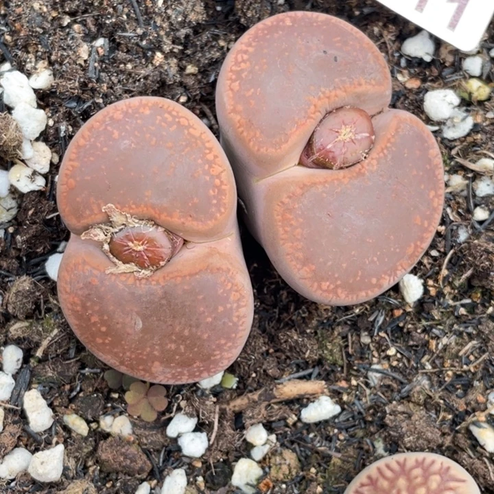 非偏远满20包邮611