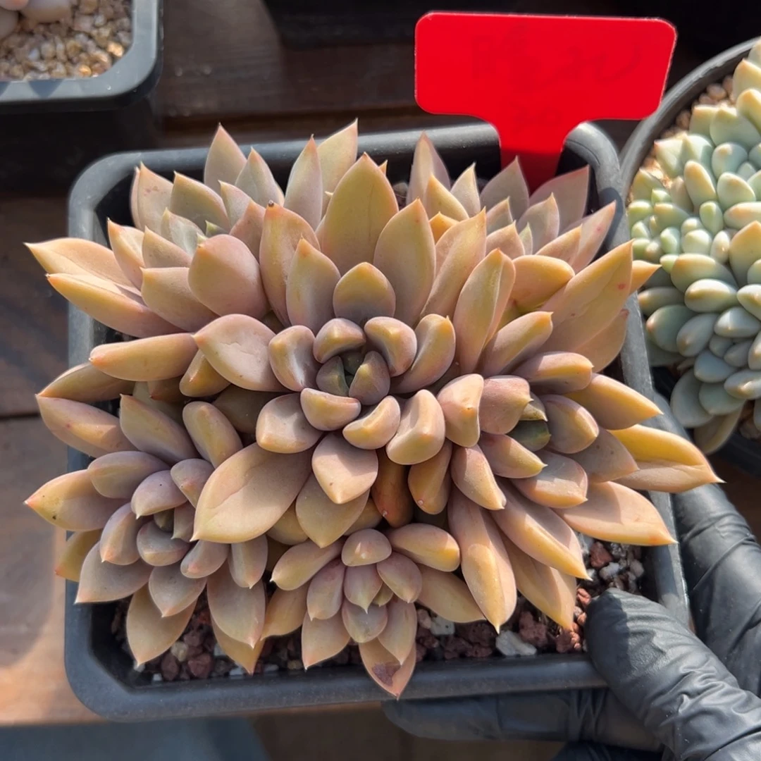 红象牙11111111111111111111