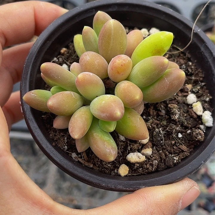 加***糕一物一拍满18包邮