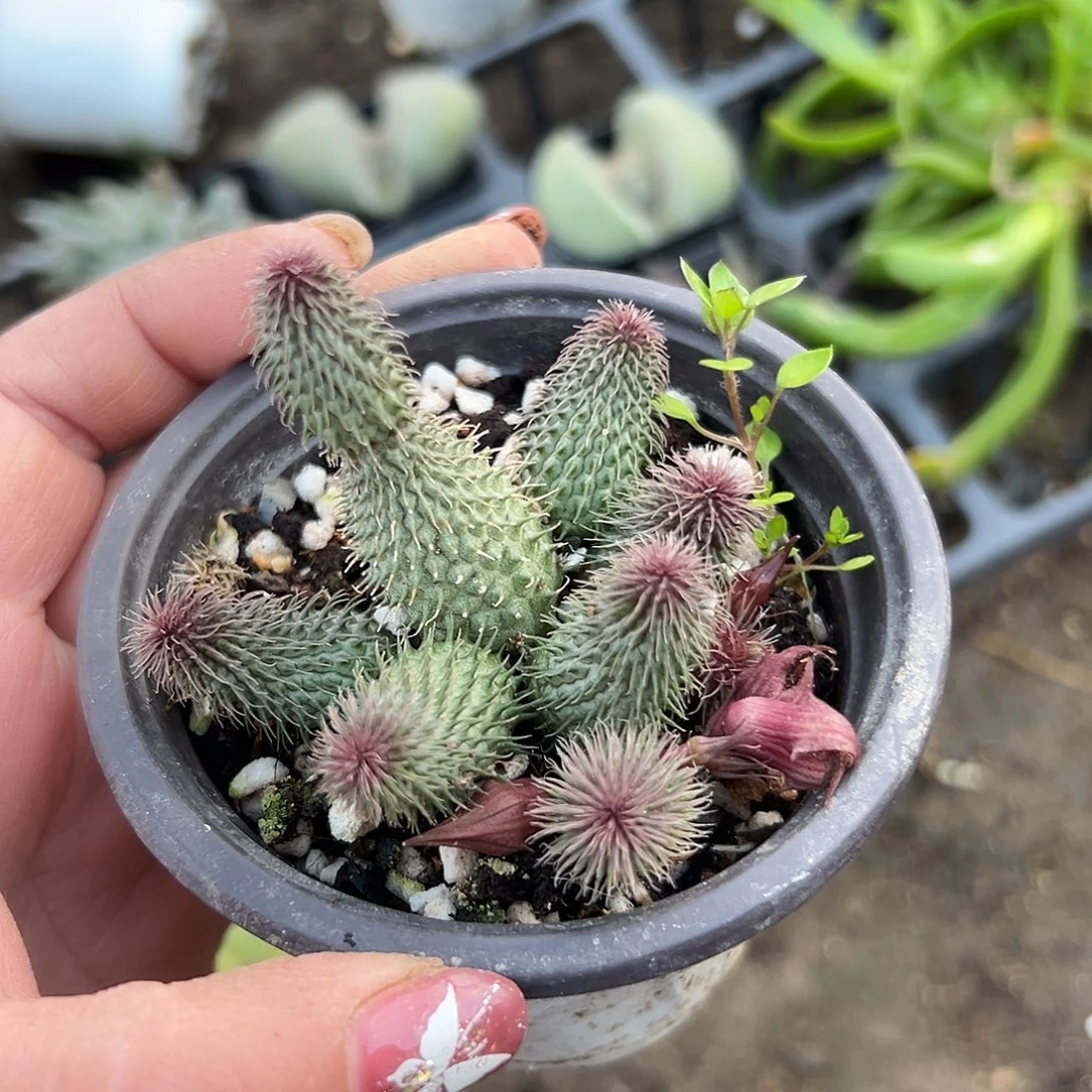 多肉植物多肉植物