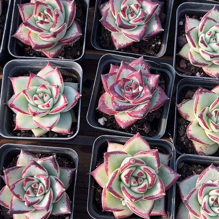 黑檀汁         乌木