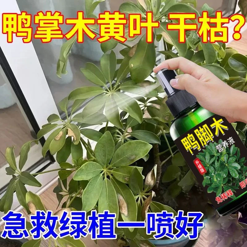 鸭脚木专用营养液肥预黄叶烂根免稀释有机肥植物养花催芽绿叶