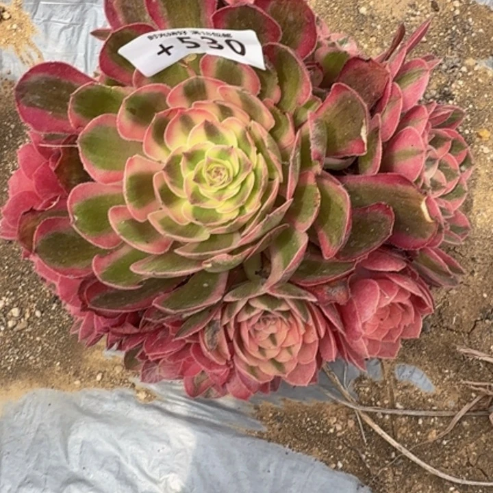 530荔枝有伤。多肉植物