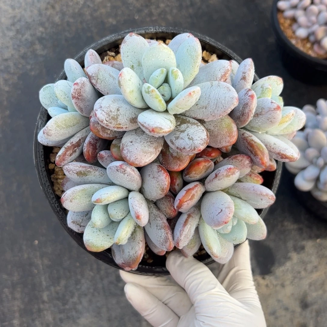 雪美人群生多肉植物