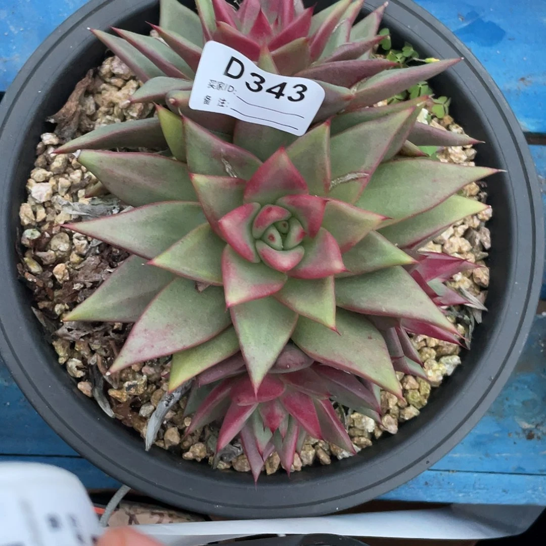 若如东云单拍D343