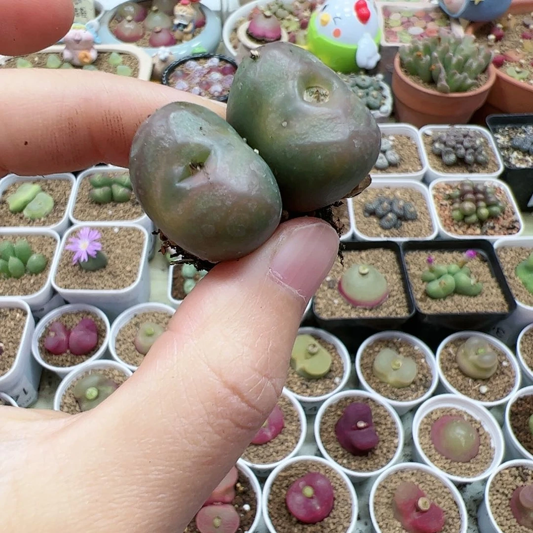 【闪购商品】30 平安福利