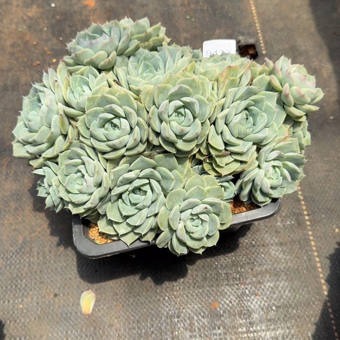 用***49423杂交多肉植物基地