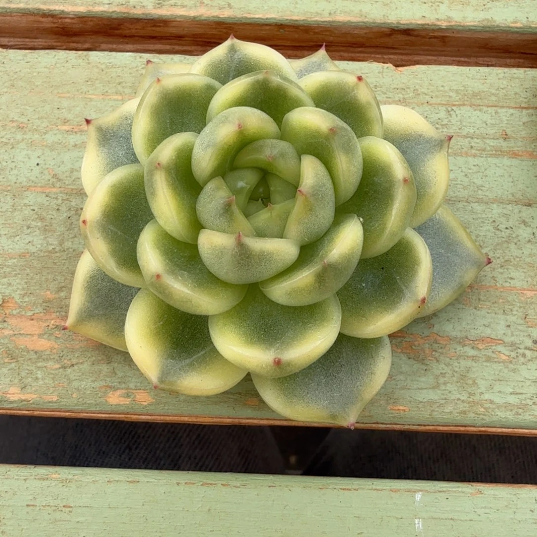 珍妮锦头盖锦上园艺一物一拍