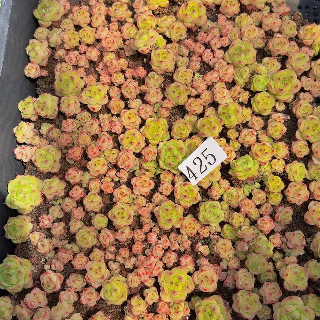藏**呀多肉植物多肉植物425