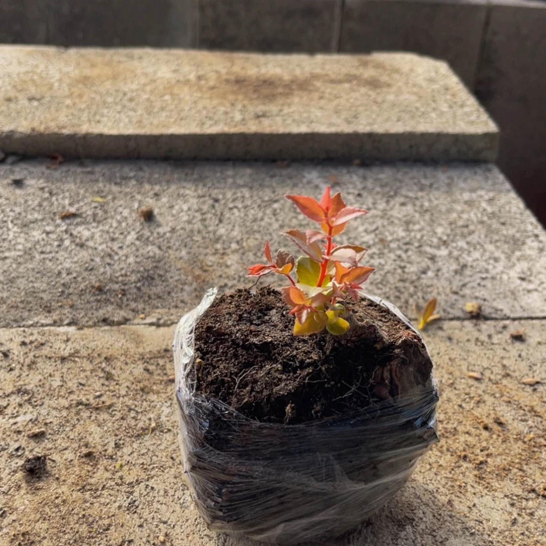 【闪购商品】完全开放货****e