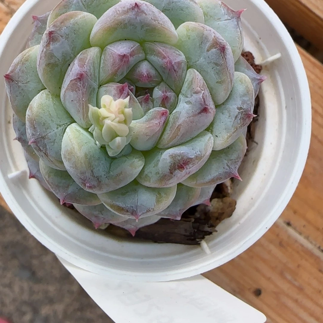 刘*花语逸镜0226-146