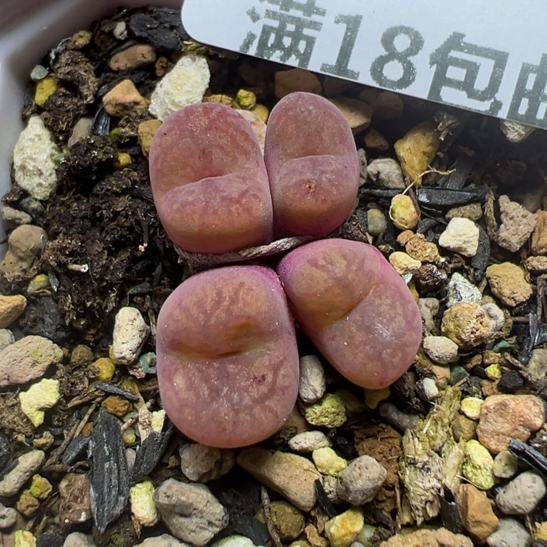 【闪购商品】1189……