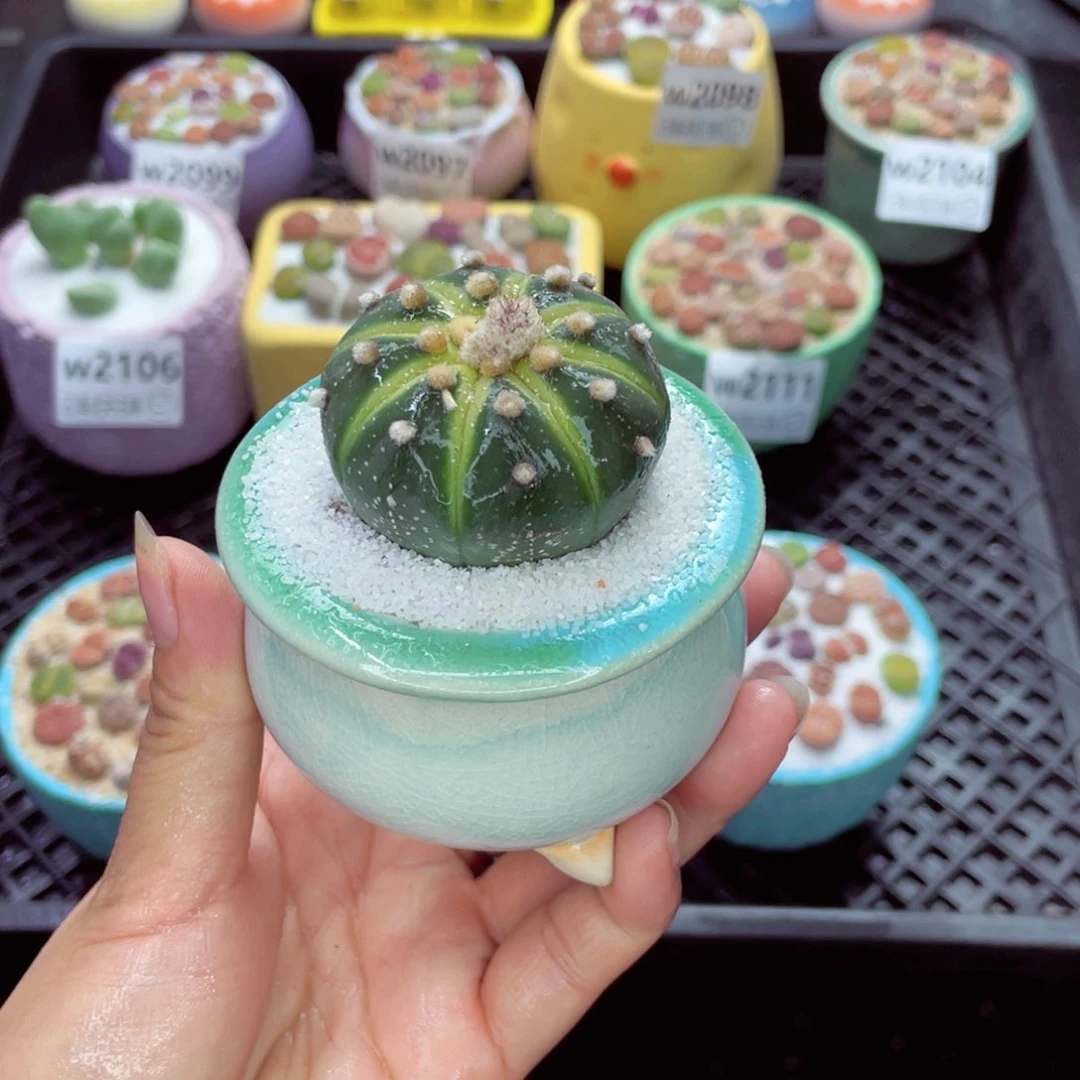 w2116 带盆土发货一物一拍