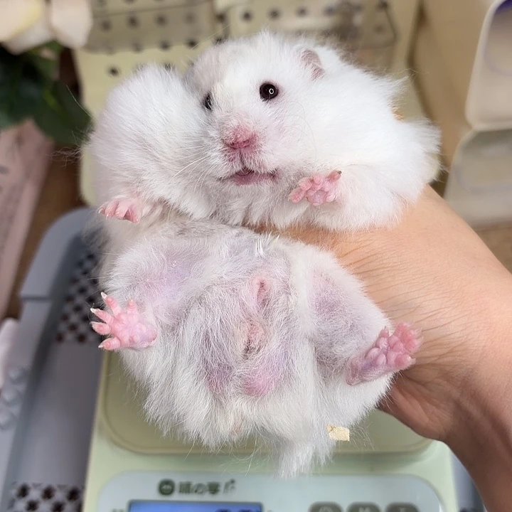 蜜波弟弟193g7.21