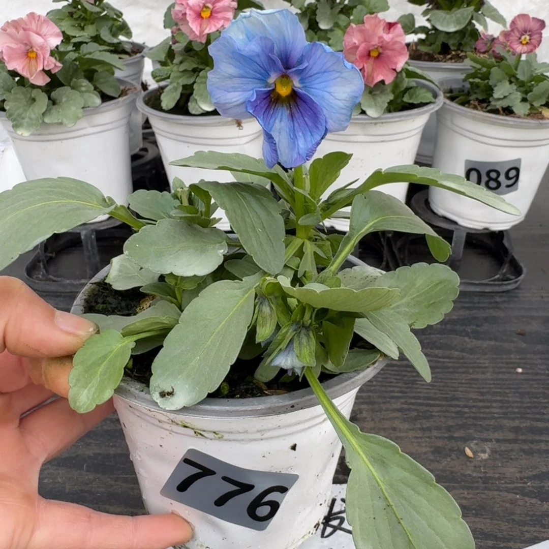 全部花朵776号神户蓝