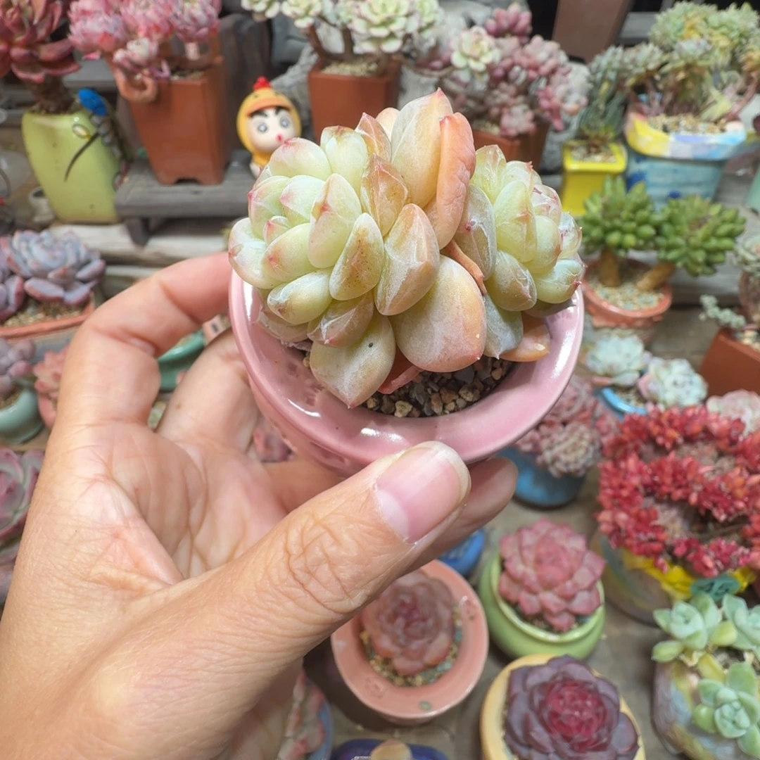 优选 多肉含盆土 一物一拍