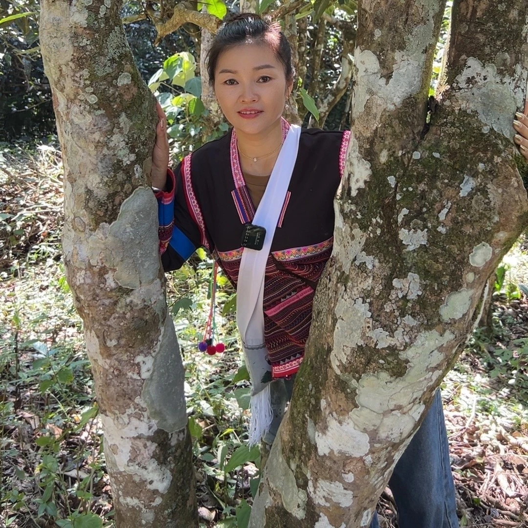 2025年布朗山自家优质新茶上市散装生茶 【顺丰包邮】