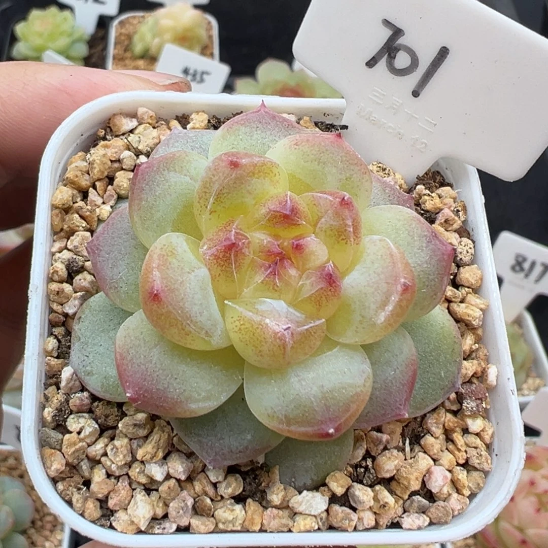 701号星楼 晗雨多肉