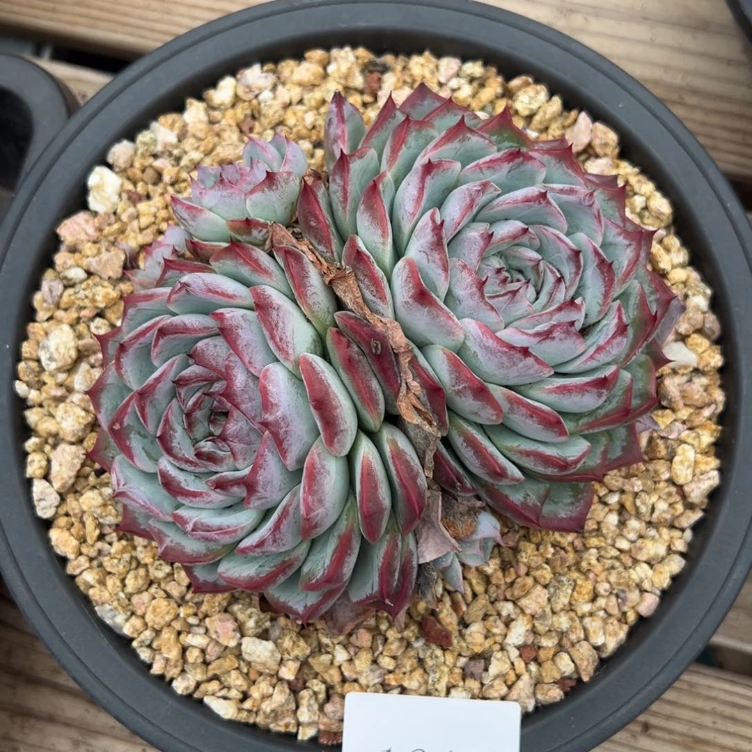 小***头1644肉肉肉肉肉肉肉肉