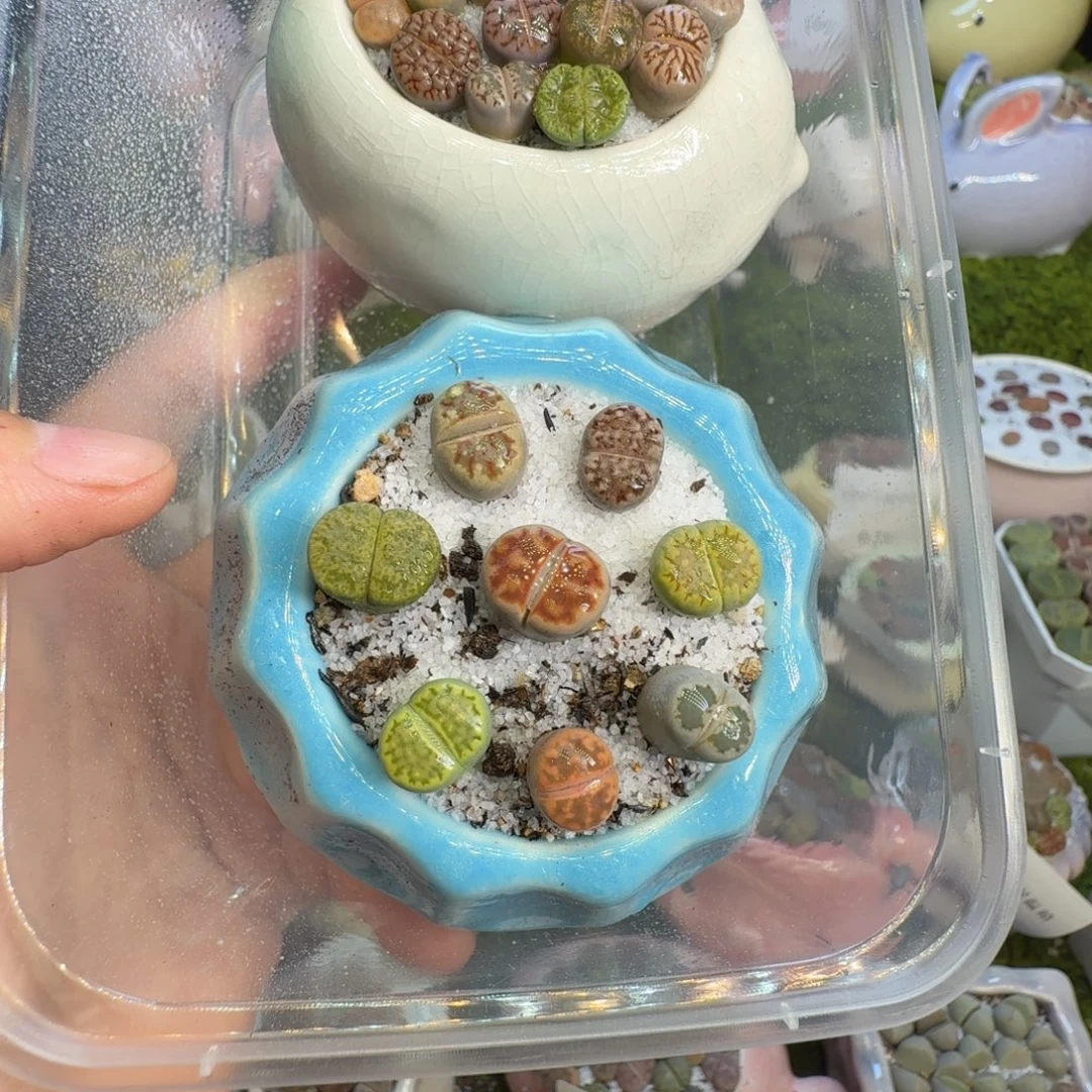 Z***s多肉植物福利冲1444